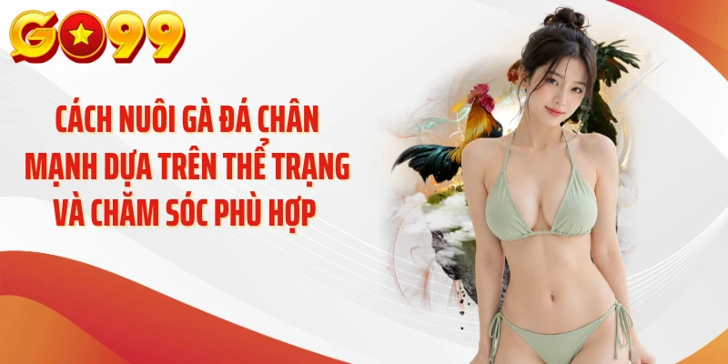 Cách nuôi gà đá chân mạnh dựa trên thể trạng và chăm sóc phù hợp 