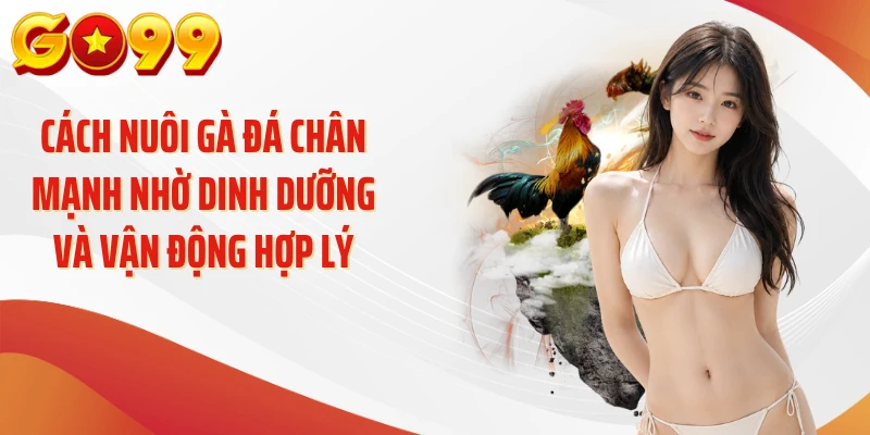 Cách nuôi gà đá chân mạnh nhờ dinh dưỡng và vận động hợp lý