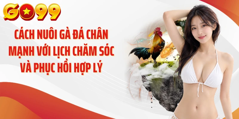 Cách nuôi gà đá chân mạnh với lịch chăm sóc và phục hồi hợp lý
